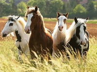 Saving America's Horses prod still