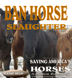 Ban Horse Slaughter