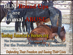 BLM Rounds Up are Animal Abuse