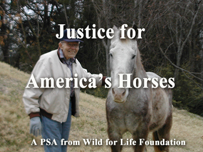 Justice for America's Horses