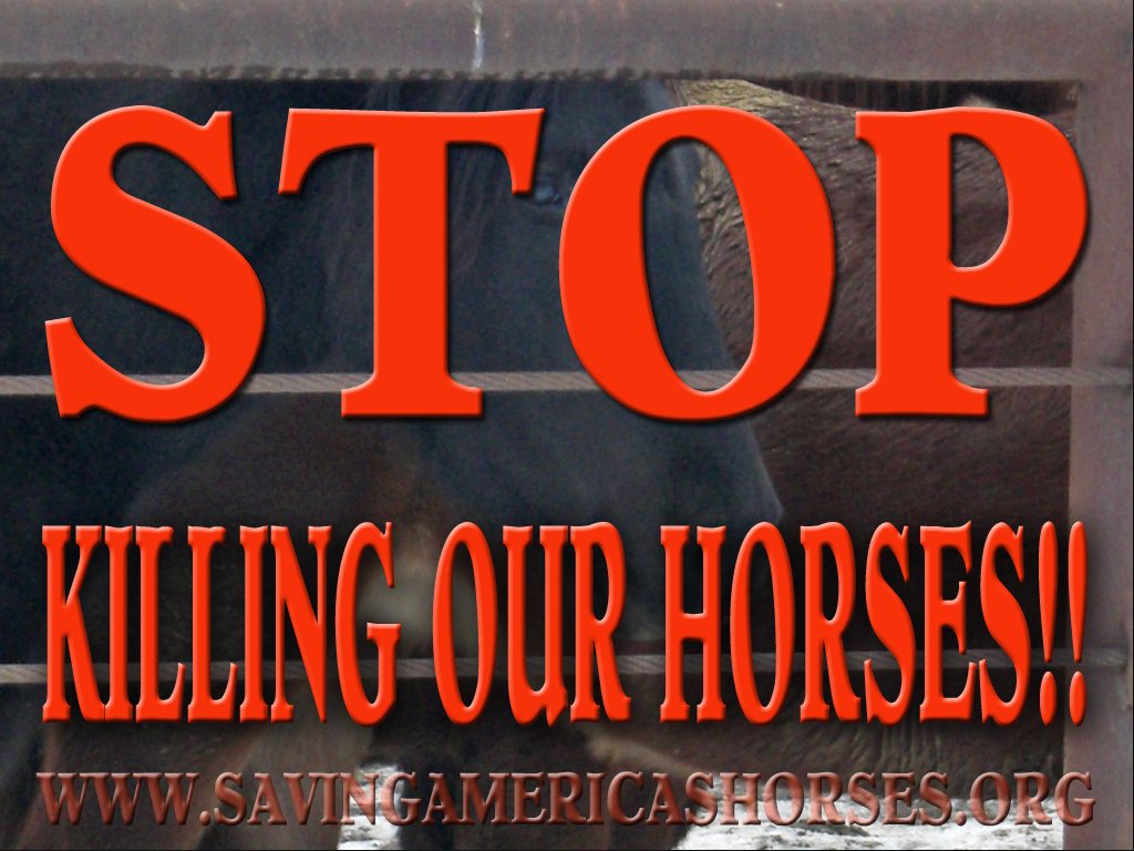 Stop Killing Our Horses!