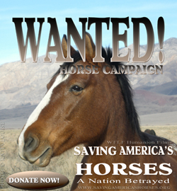 WANTED HORSE CAMPAIGN