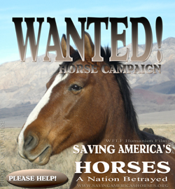 Saving Americas Horses