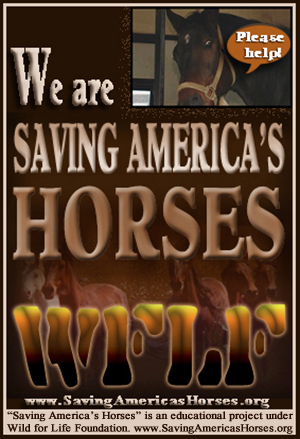 Saving America's Horses - Please Help BNR