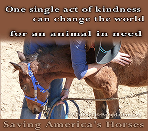 One simple act of kindness can change the world for an animal in need