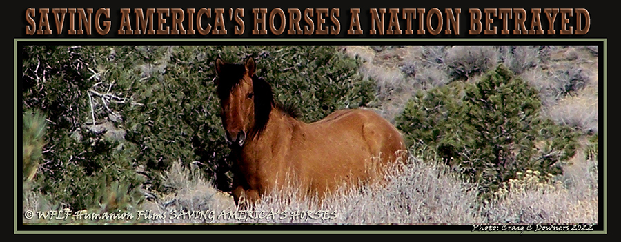 Saving America's Horses A Nation Betrayed